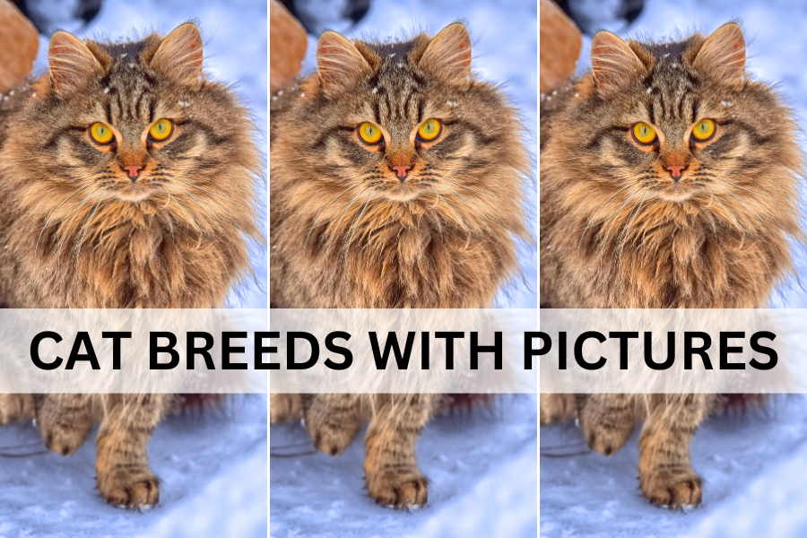 Cat breeds with pictures