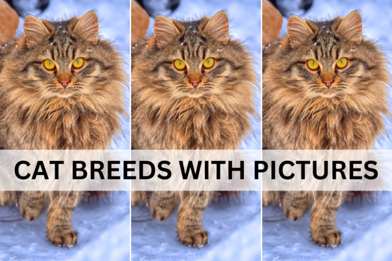 cat breeds with pictures